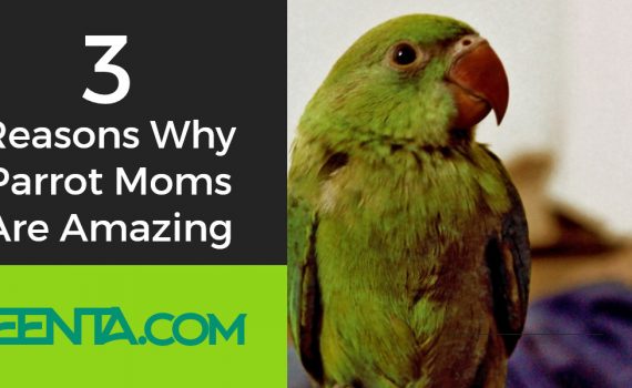 parrot moms amazing