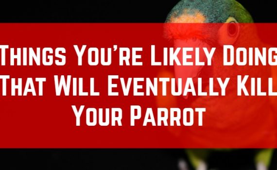 things that could harm your parrot