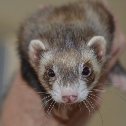 how to take care of pet ferret