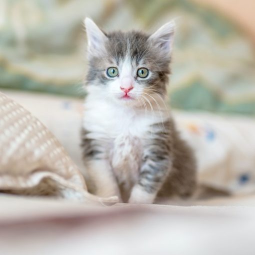 4 Reasons Why Cats Are Ideal Pets