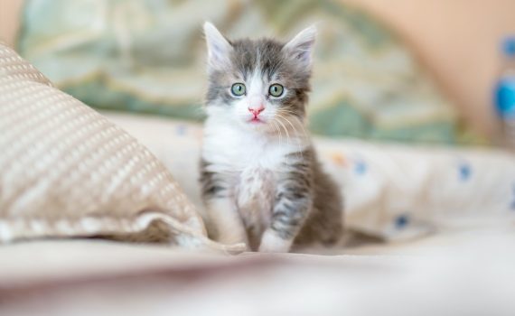 4 Reasons Why Cats Are Ideal Pets