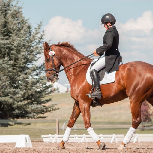 6 Terrific Reasons for Getting a Horse
