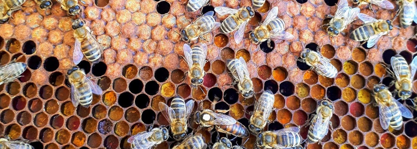 How to Raise Your Own Queen Bees
