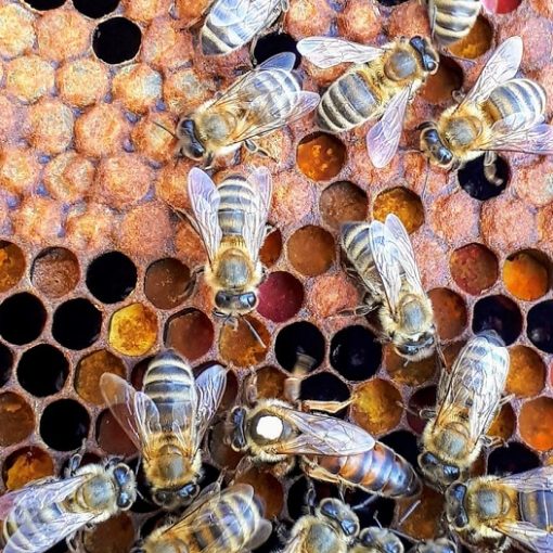 How to Raise Your Own Queen Bees