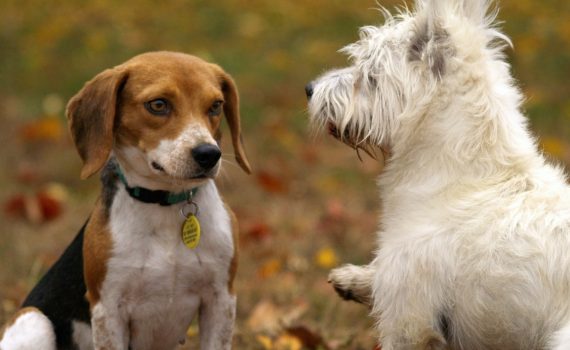 Aggressive Dog Training: Males Vs Females